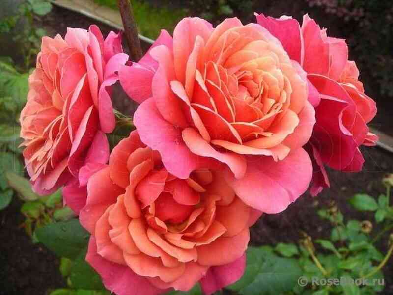 Аптаун Гёрл (Uptown Girl)