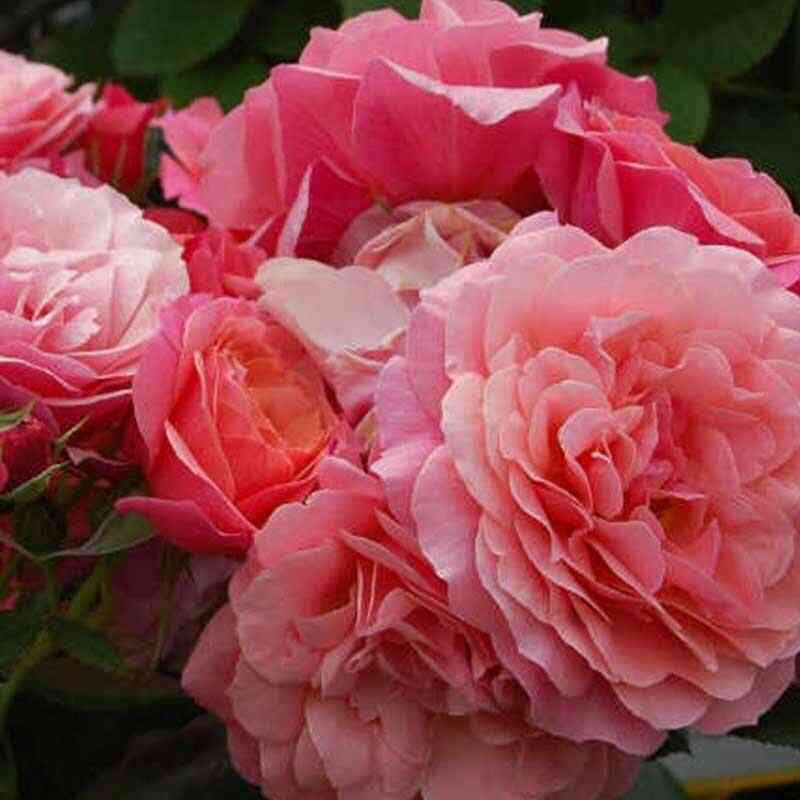 Аптаун Гёрл (Uptown Girl)