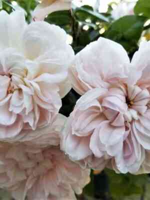 Ариадна (Ariadne)