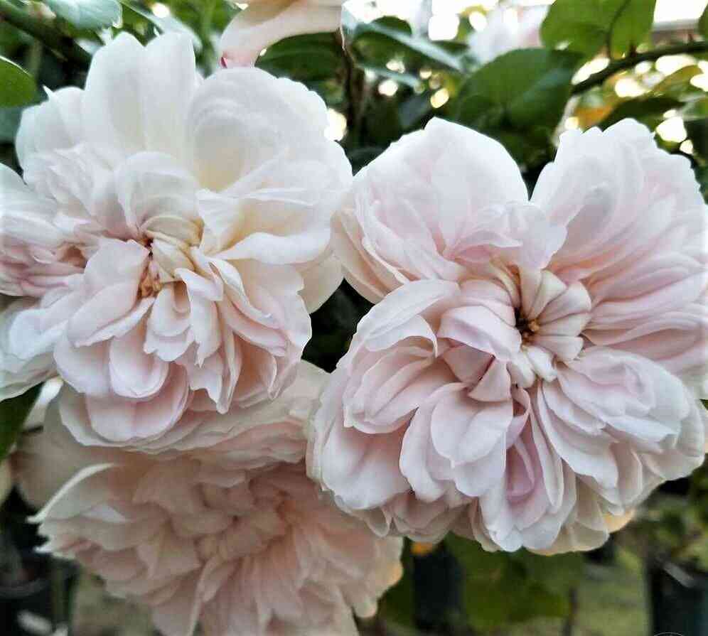 Ариадна (Ariadne)