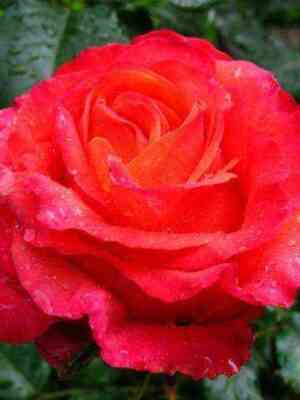 arikota.jpg Арикота (Arikota)