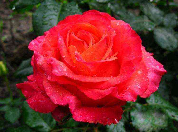 Арикота (Arikota)