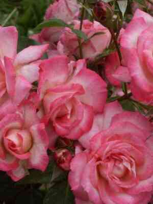 Арлекин (Harlekin)