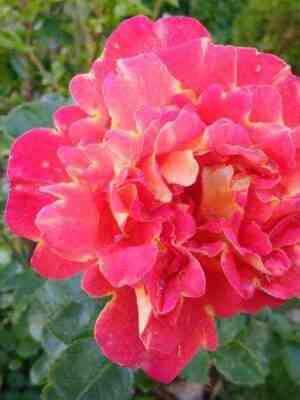 Декор Арлекин (Decor Arlequin)