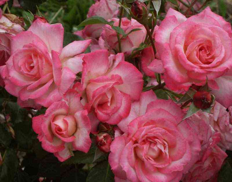 Арлекин (Harlekin)