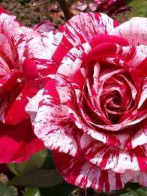 arroufolies_arrowfolies_optimized.jpg Арроу Фолиес (Arrow Folies)