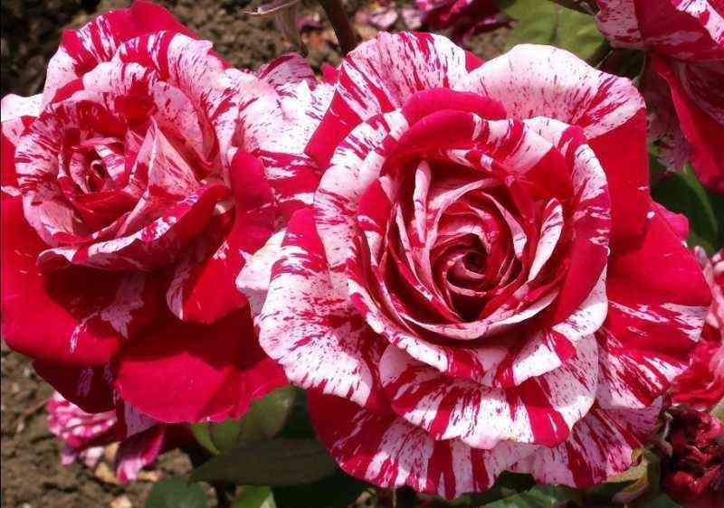 Арроу Фолиес (Arrow Folies)