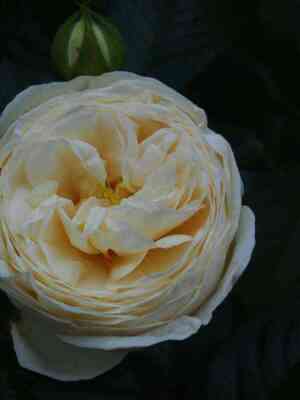 artemis_optimized.jpg Артемис (Artemis)