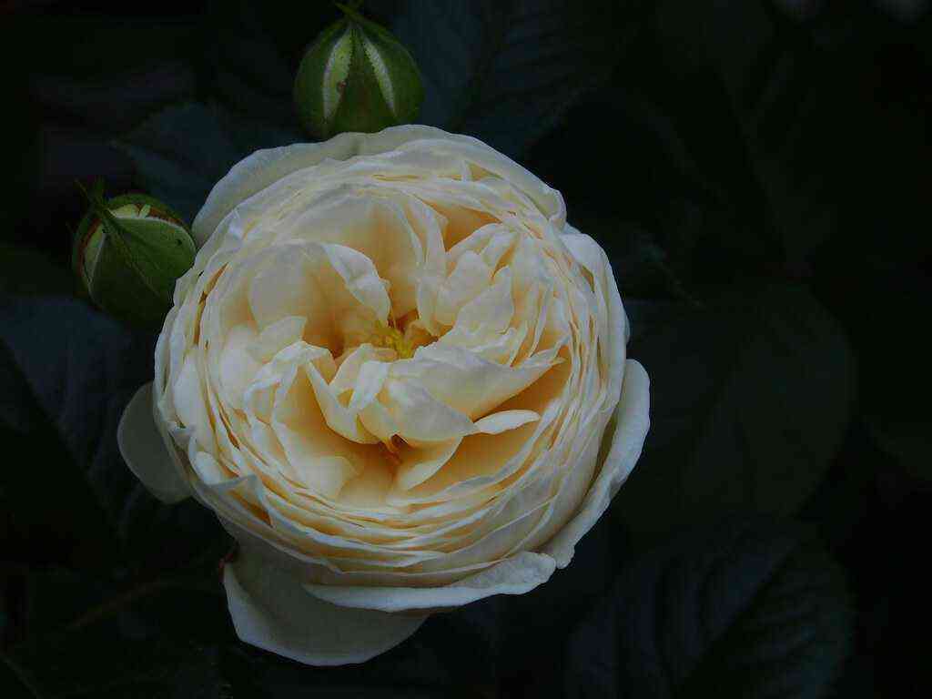 Артемис (Artemis)