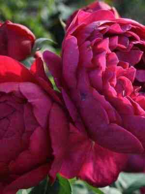 askot.jpg Аскот (Askot)