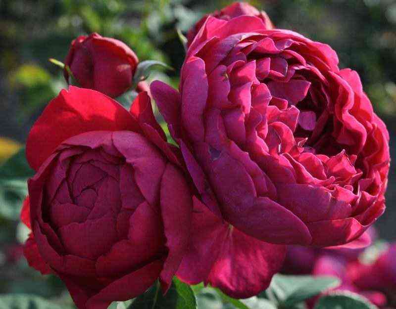 askot.jpg Аскот (Askot)