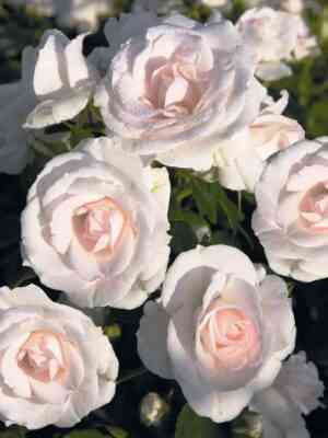 Аспирин Роуз (Aspirin Rose)