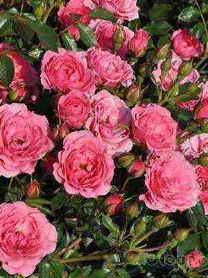 Астерия Пикси (Asteria Pixie)