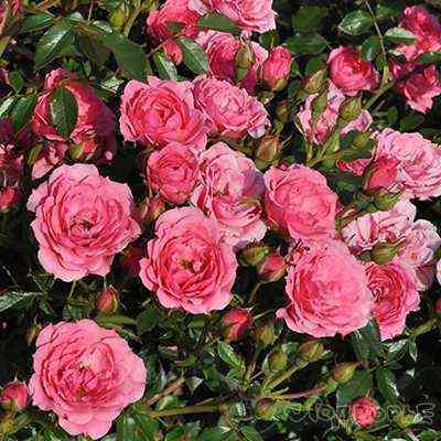 Астерия Пикси (Asteria Pixie)