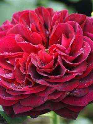 astrid-grafin-fon-hardenberg_optimized.jpg Астрид Графин фон Харденберг (Astrid Grafin von Hardenberg)