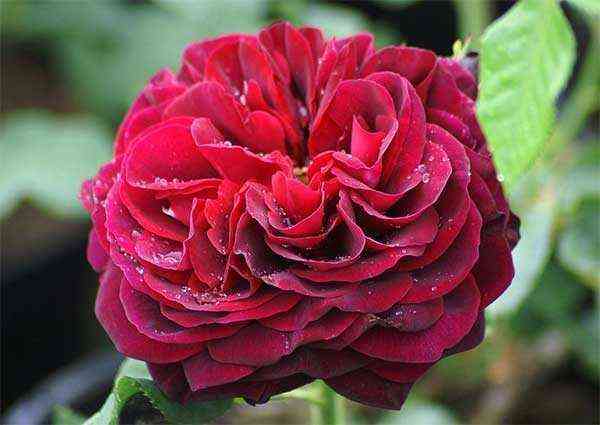 Астрид Графин фон Харденберг (Astrid Grafin von Hardenberg)