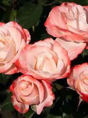 auf-di-fronshtad.jpg Ауф Ди Фройндшафт (Auf Die Freundschaft)