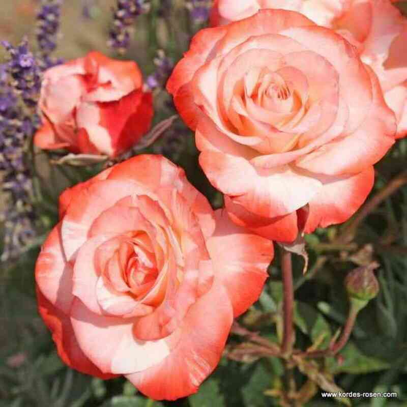 Ауф Ди Фройндшафт (Auf Die Freundschaft)