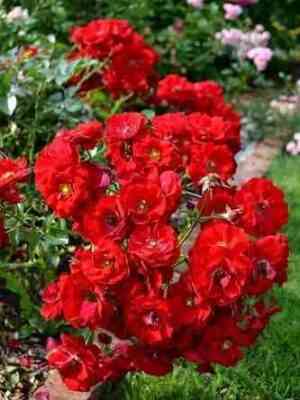 austriana.jpg Аустриана (Austriana)