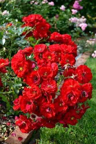 Аустриана (Austriana)