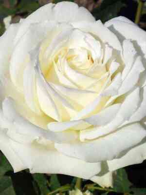 Аваланж (Avalanche)