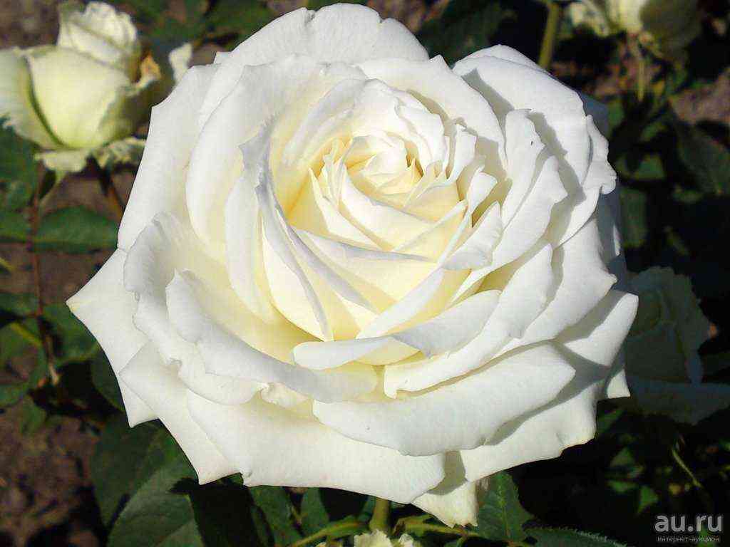 Аваланж (Avalanche)