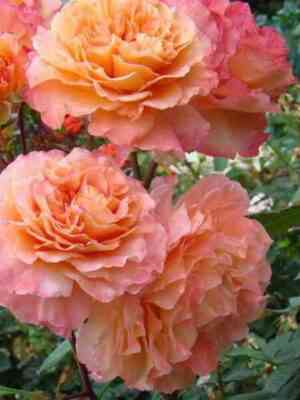 Августа Луиза (Augusta Luise)