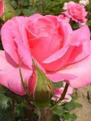 Огюст Ренуар (Auguste Renoir)