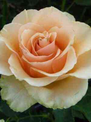 Азафран (Azafran)