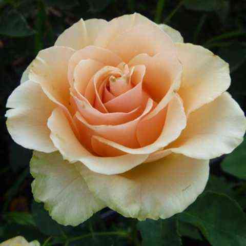 azafran.jpg Азафран (Azafran)