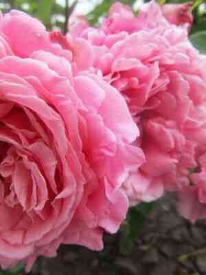 Бьенвеню (Bienvenue)