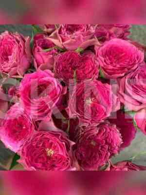 babushka_dzhozi.jpg Бабушка Джози (Grandma's Finest Josy)