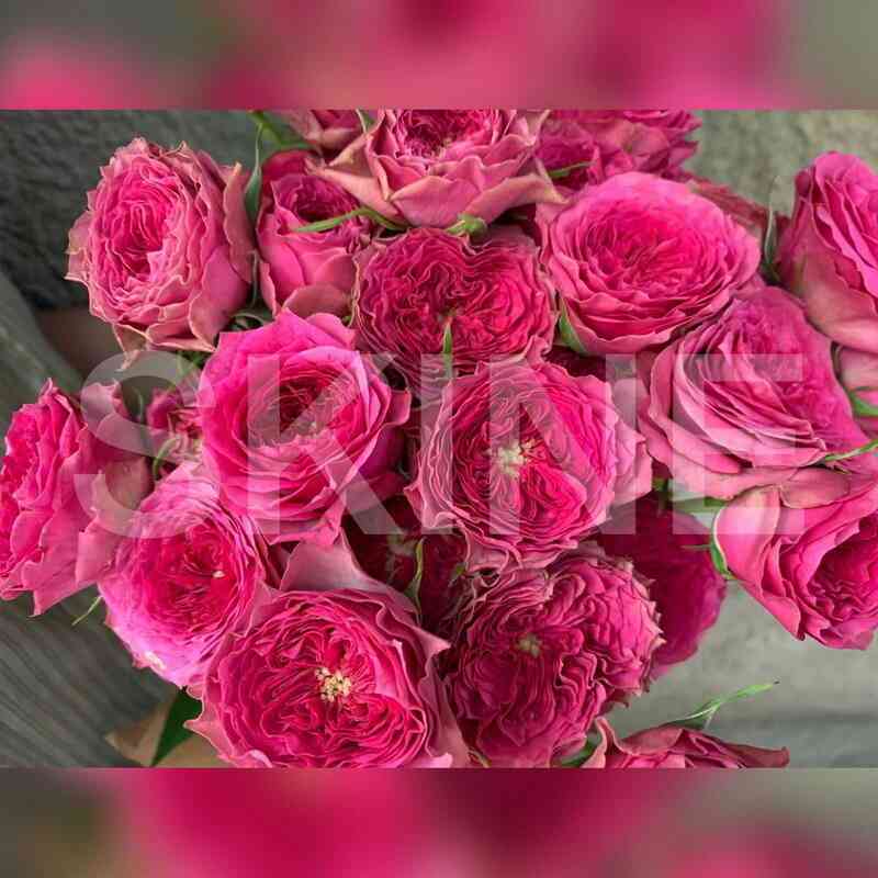 babushka_dzhozi.jpg Бабушка Джози (Grandma's Finest Josy)