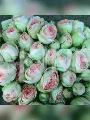 babushka_keti.jpeg Бабушка Кети (Grandma's Garden Katy)