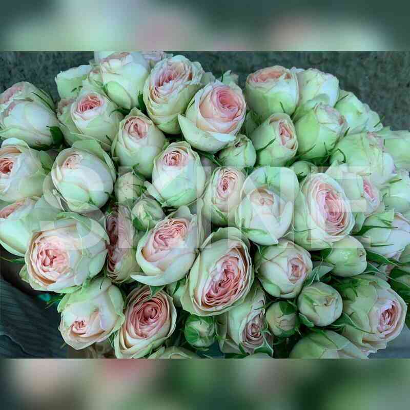 Бабушка Кети (Grandma's Garden Katy)