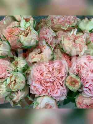 babushka_meri.jpeg Бабушка Мэри (Grandma's Finest Mary)