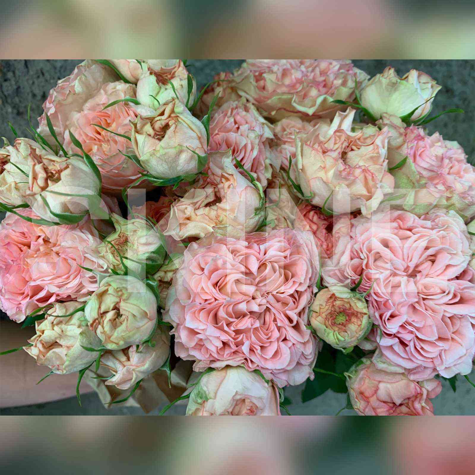 Бабушка Мэри (Grandma's Finest Mary)