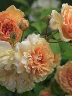 baffb_yuti_buffbeauty_optimized.jpg Бафф Бьюти (Buff Beauty)