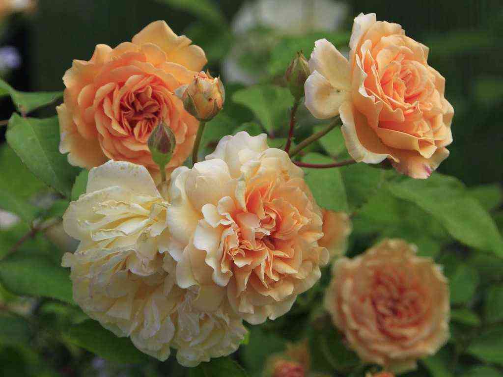 baffb_yuti_buffbeauty_optimized.jpg Бафф Бьюти (Buff Beauty)