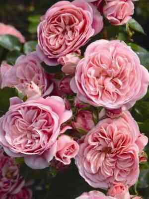 Байландо (Bailando)