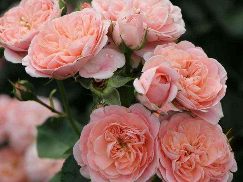 bajlando1.jpg Байландо (Bailando)