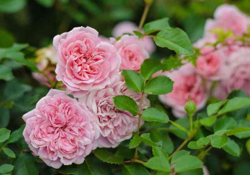 bajlando2.jpg Байландо (Bailando)