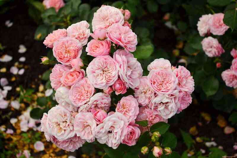 bajlando4.jpg Байландо (Bailando)