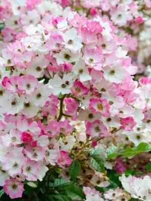 balerina-1.jpg Балерина (Ballerina)