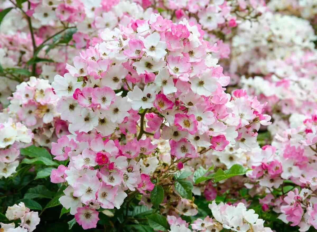 Балерина (Ballerina)