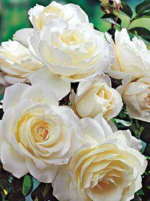 balero_optimized.jpg Болеро (Bolero)