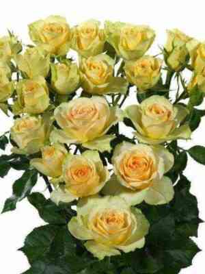 bandolero_bandolero_optimized.jpg Бандолеро (Bandolero)