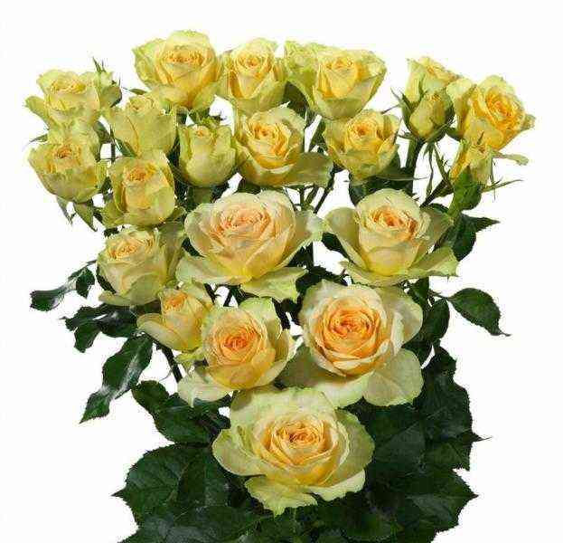 Бандолеро (Bandolero)