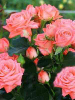 barbados_optimized.jpg Барбадос (Barbados)