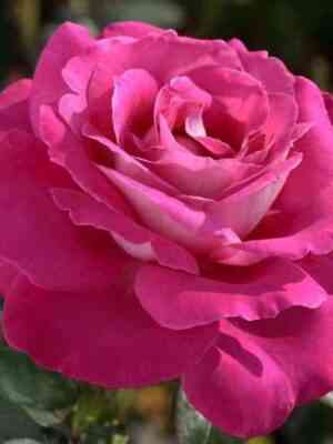 Барон Эдмон де Ротшильд (Barone Edmond de Rothschild)